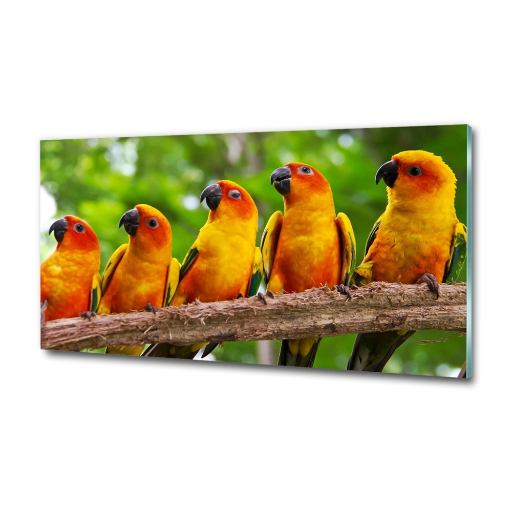 Glass picture print Parrots on a branch