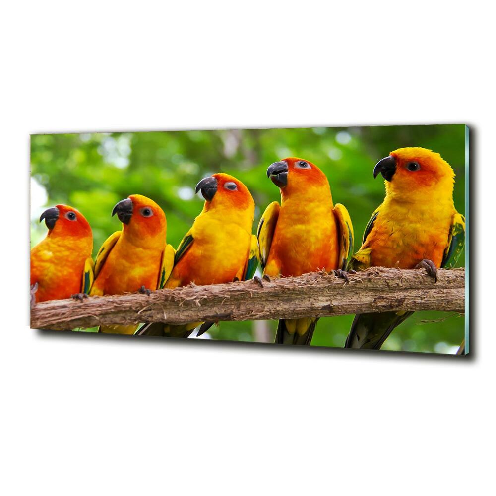 Glass picture print Parrots on a branch