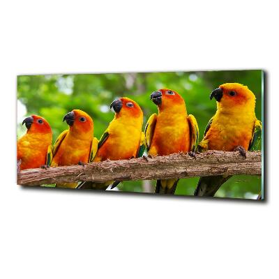 Glass picture print Parrots on a branch