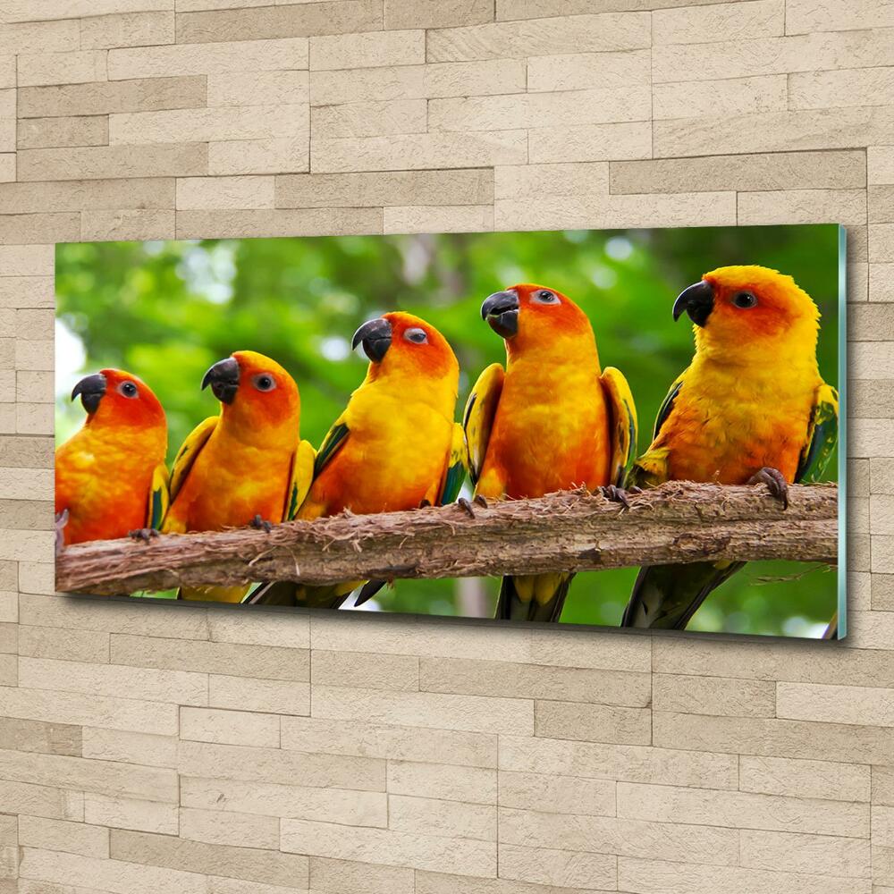 Glass picture print Parrots on a branch