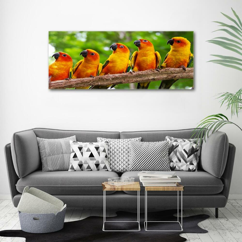 Glass picture print Parrots on a branch