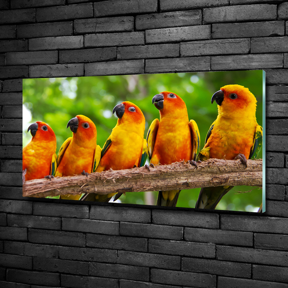 Glass picture print Parrots on a branch