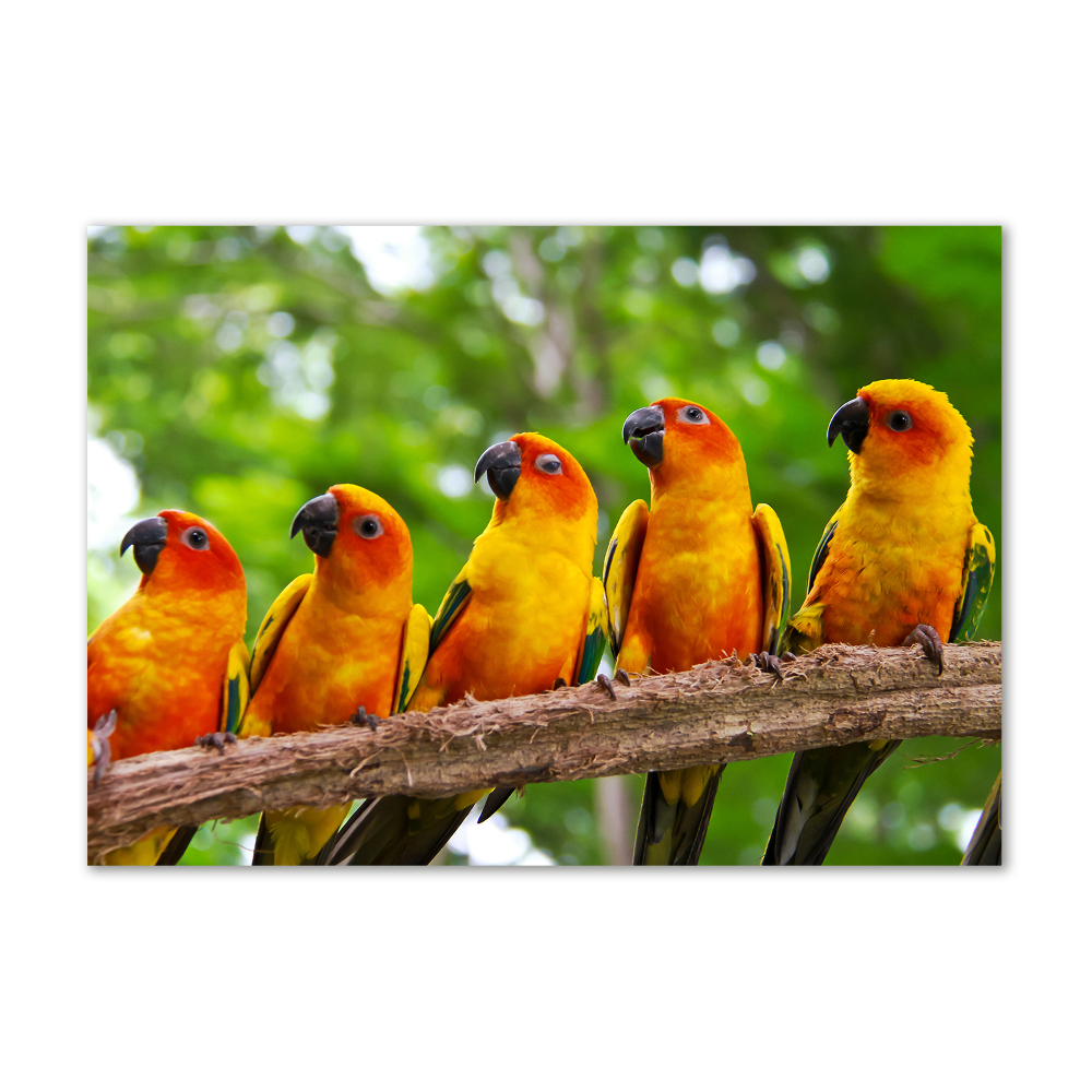 Glass picture print Parrots on a branch