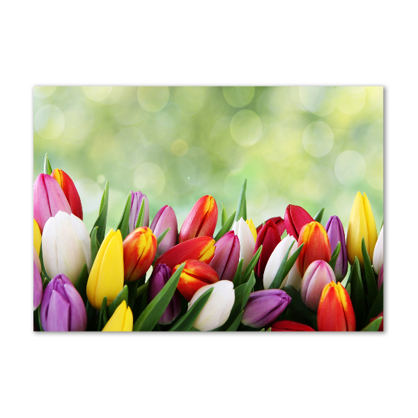 Wall art on glass Colorful tulips