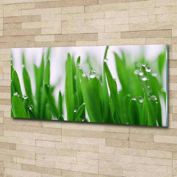 Glass wall art Blade of grass