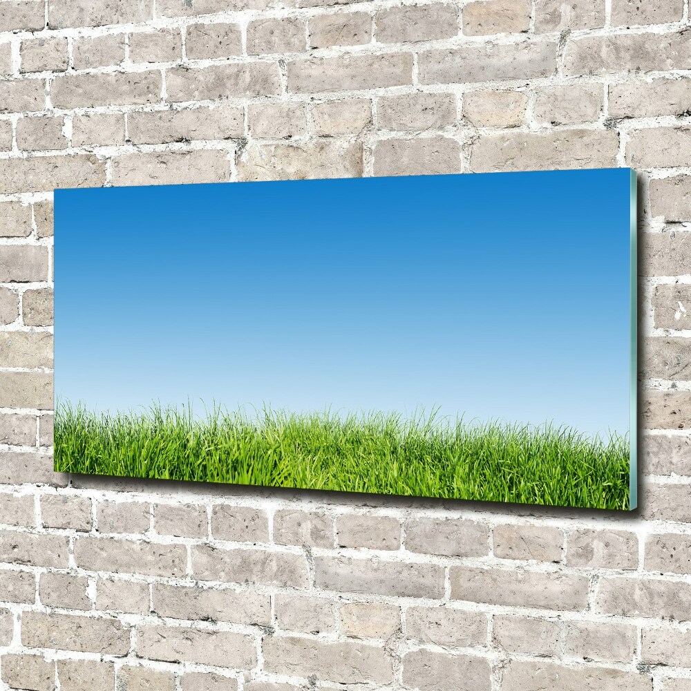 Glass art print Grass