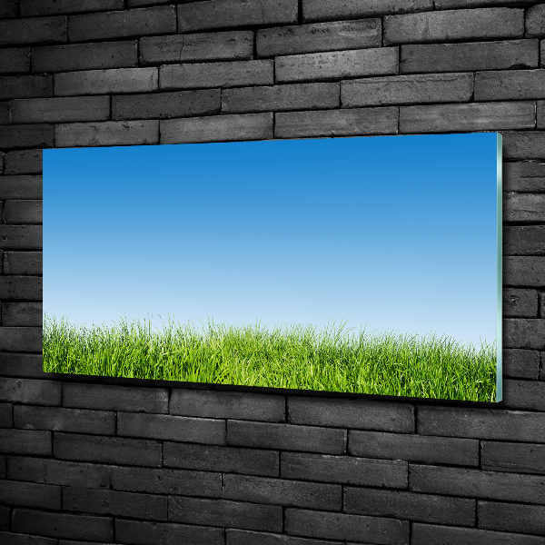 Glass art print Grass