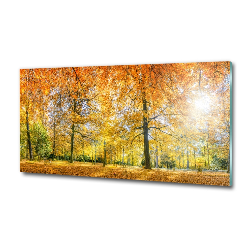 Photo printed on glass Forest in autumn