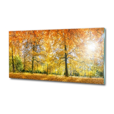 Photo printed on glass Forest in autumn