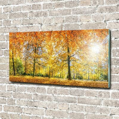 Photo printed on glass Forest in autumn