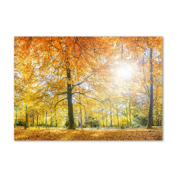 Photo printed on glass Forest in autumn