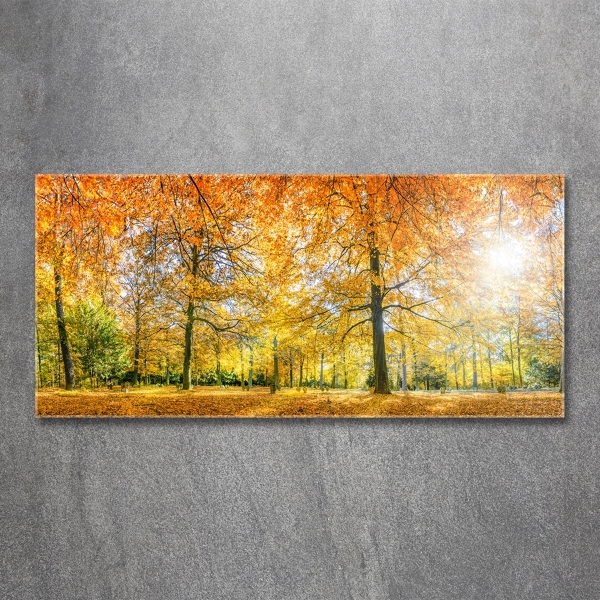 Photo printed on glass Forest in autumn