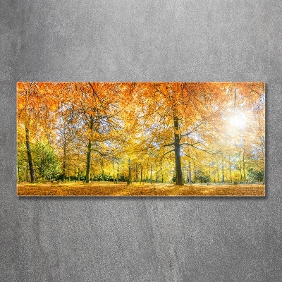 Photo printed on glass Forest in autumn