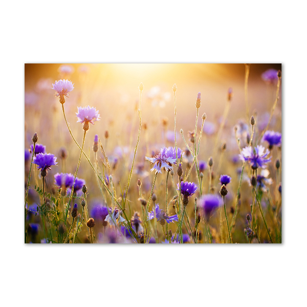 Glass art print Field flowers