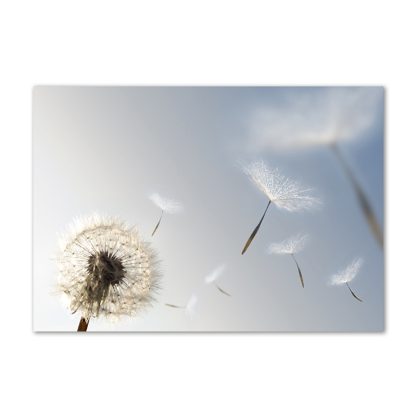 Glass art print Dandelion