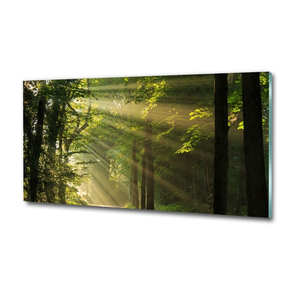 Photo printed on glass Forest in the sun