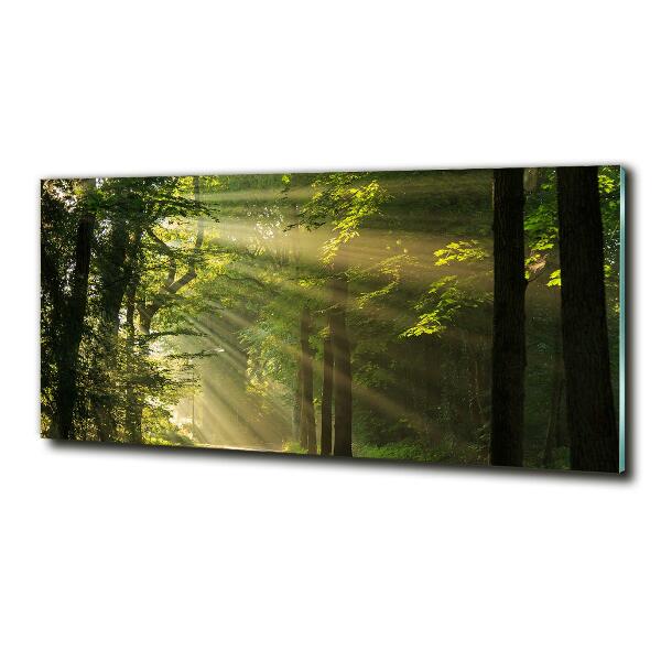 Photo printed on glass Forest in the sun