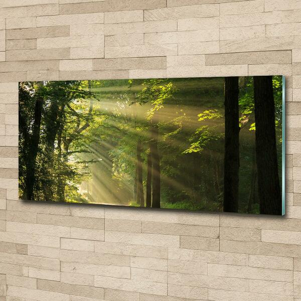 Photo printed on glass Forest in the sun