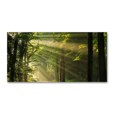 Photo printed on glass Forest in the sun