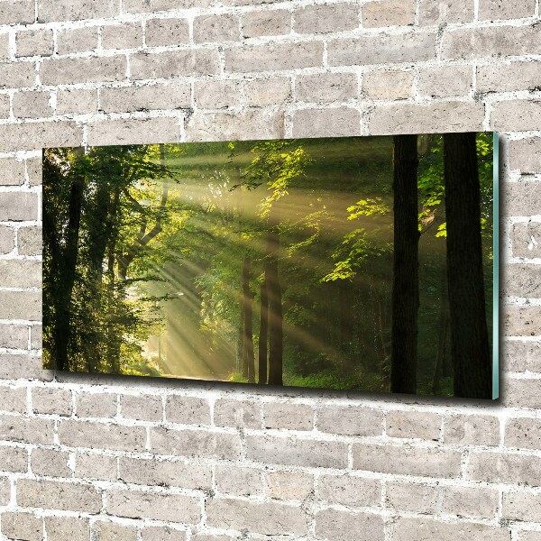 Photo printed on glass Forest in the sun