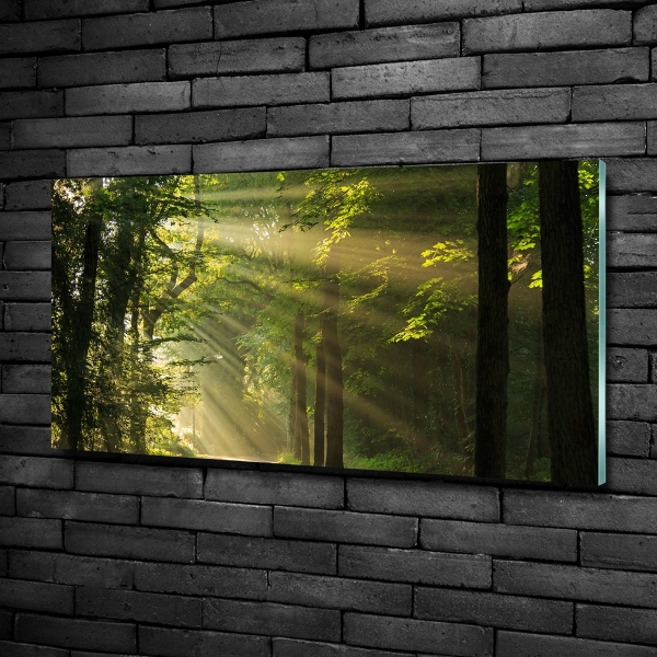 Photo printed on glass Forest in the sun