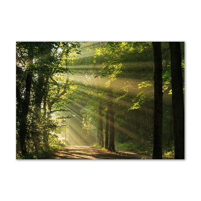 Photo printed on glass Forest in the sun