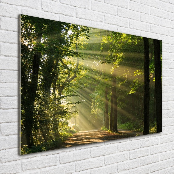 Photo printed on glass Forest in the sun