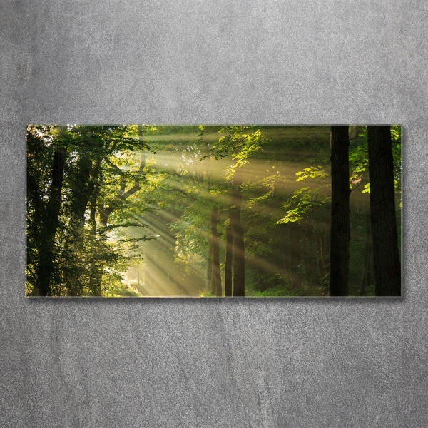 Photo printed on glass Forest in the sun