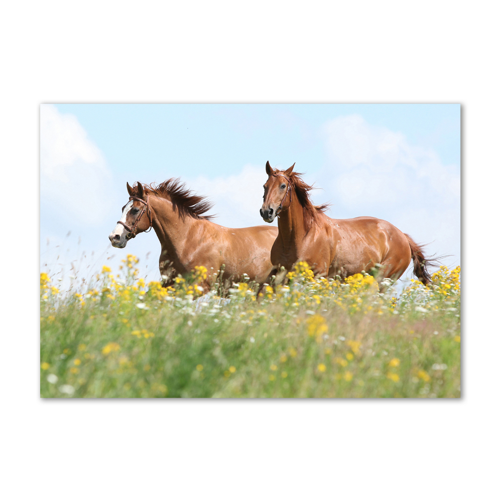 Wall art on glass Two horses at a gallop