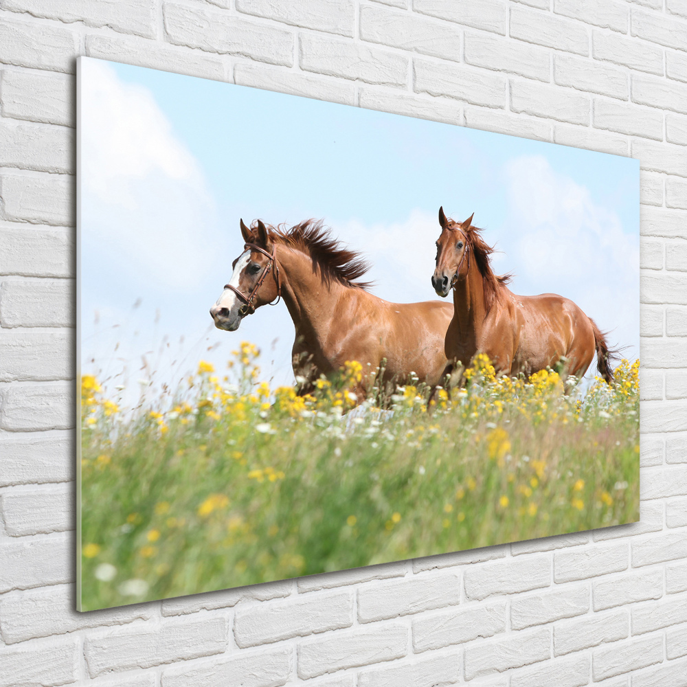 Wall art on glass Two horses at a gallop