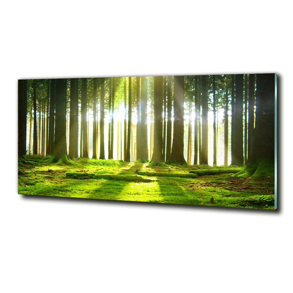 Glass picture wall art Forest in the sun