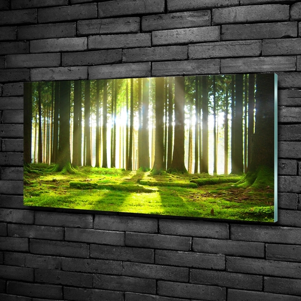 Glass picture wall art Forest in the sun