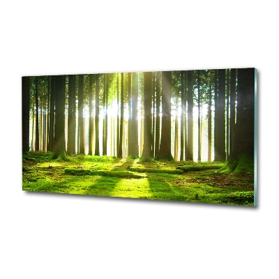 Glass picture wall art Forest in the sun