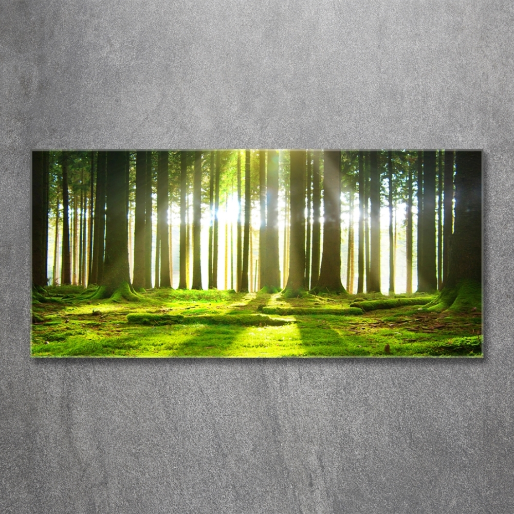 Glass picture wall art Forest in the sun