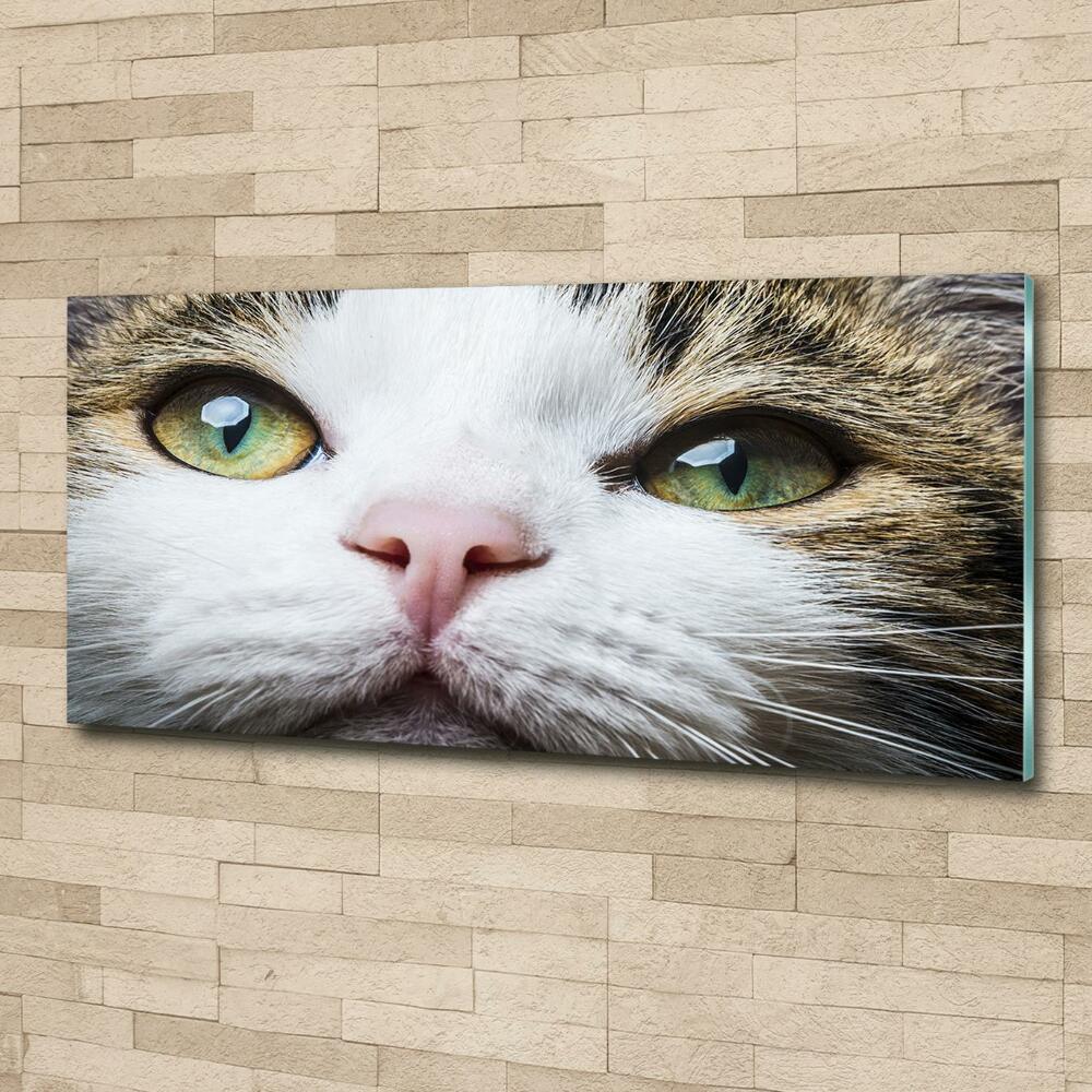 Wall art on glass Green cat eyes