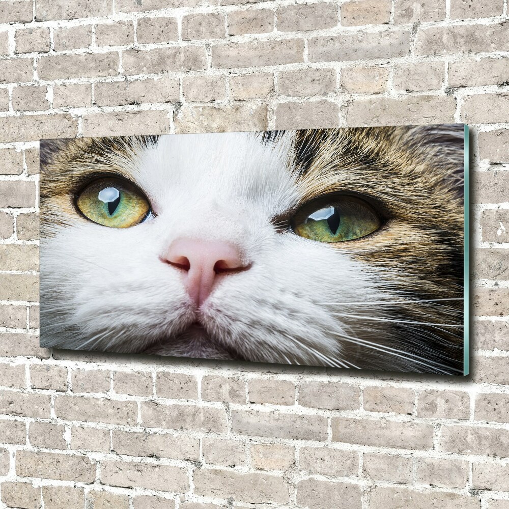 Wall art on glass Green cat eyes