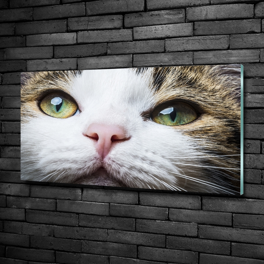 Wall art on glass Green cat eyes