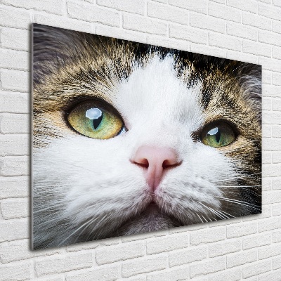 Wall art on glass Green cat eyes