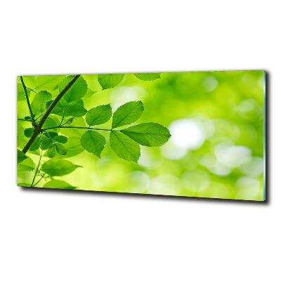 Photo printed on glass Green leaves