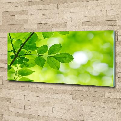 Photo printed on glass Green leaves