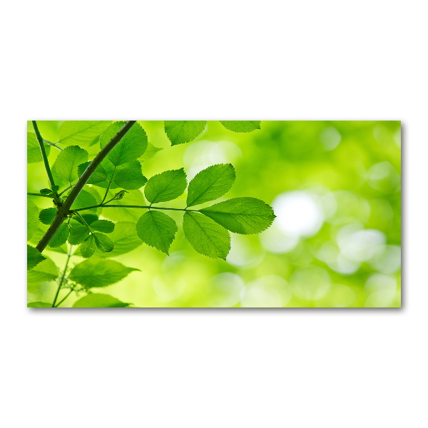 Photo printed on glass Green leaves