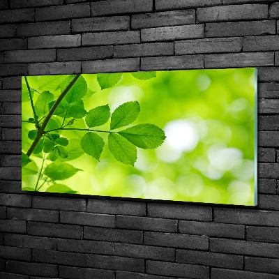 Photo printed on glass Green leaves