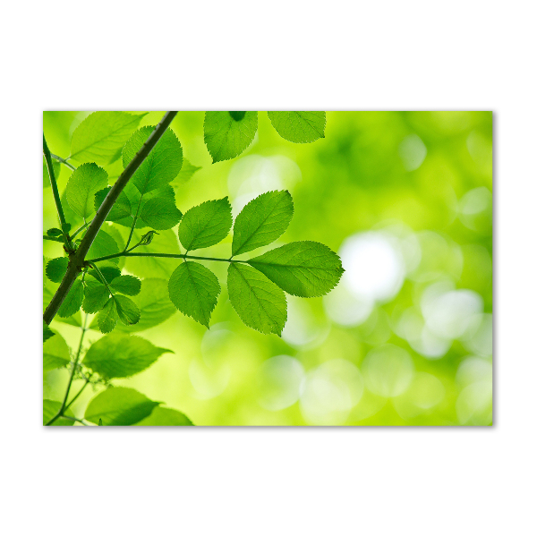 Photo printed on glass Green leaves