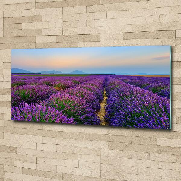 Glass picture wall art Lavender field