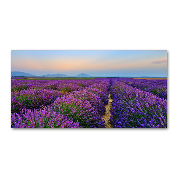 Glass picture wall art Lavender field