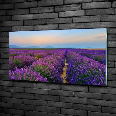 Glass picture wall art Lavender field