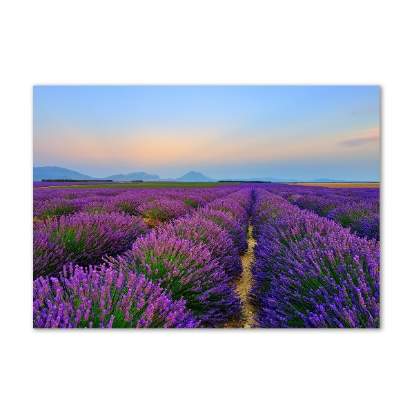 Glass picture wall art Lavender field