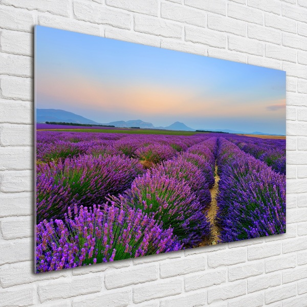 Glass picture wall art Lavender field