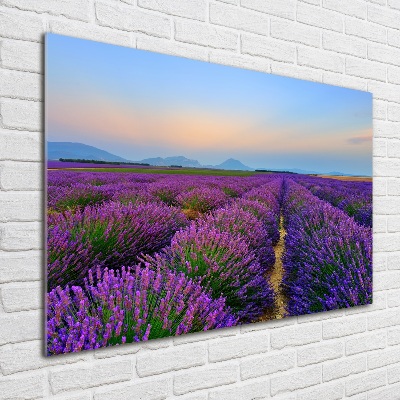 Glass picture wall art Lavender field