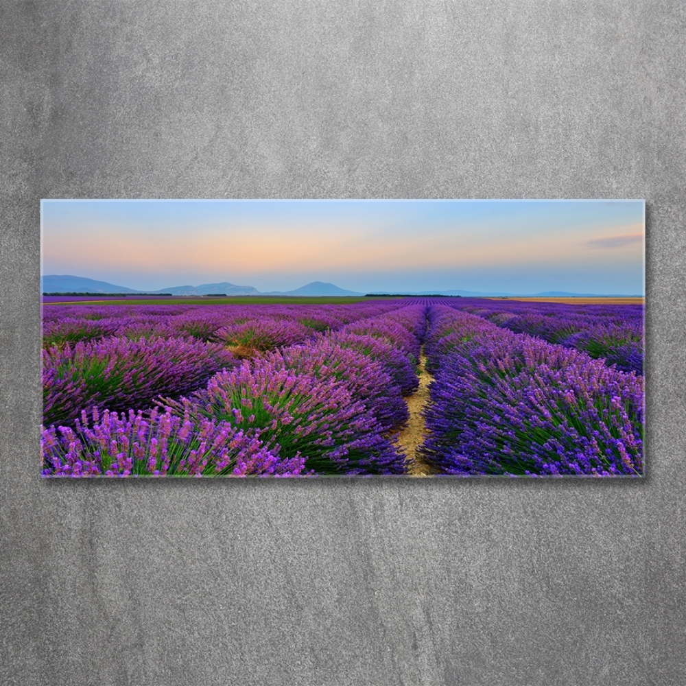 Glass picture wall art Lavender field